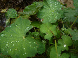 Raindrops on plants