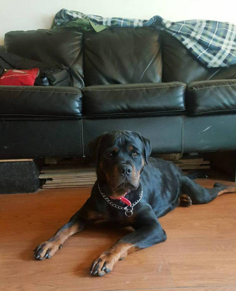 German Rottweiler by Darthlivelysan on DeviantArt