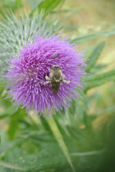 Bee on Thistle