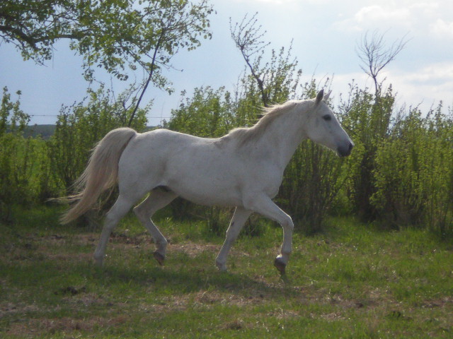 Stormy 06 - Grey Arabian Cross