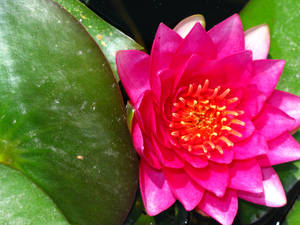 Water lilly