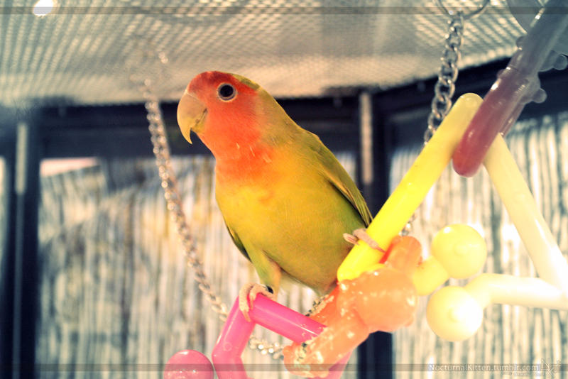 Photo - Lovebird