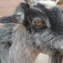 Gray Goat 1