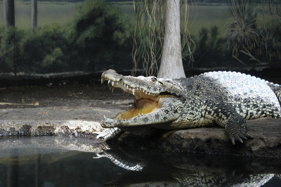Cuban Crocodile 1