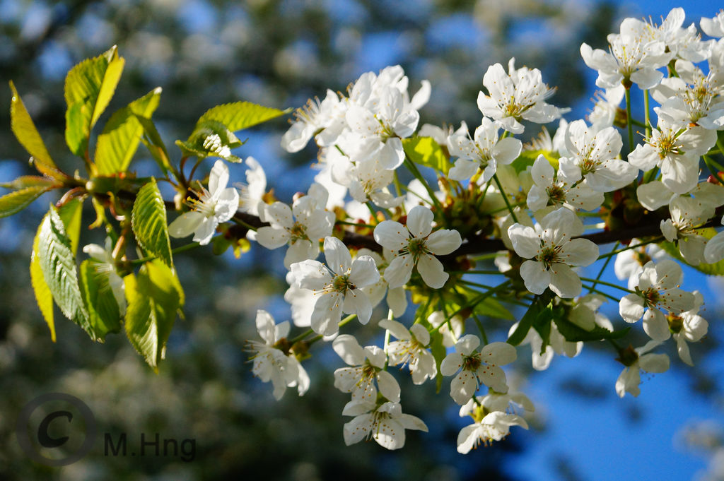 White Blossom 2