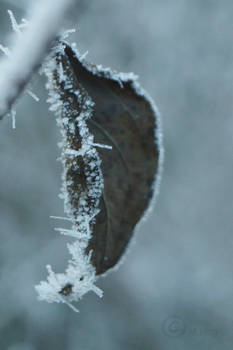 Tiny Icicles