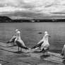 Family of Seagulls