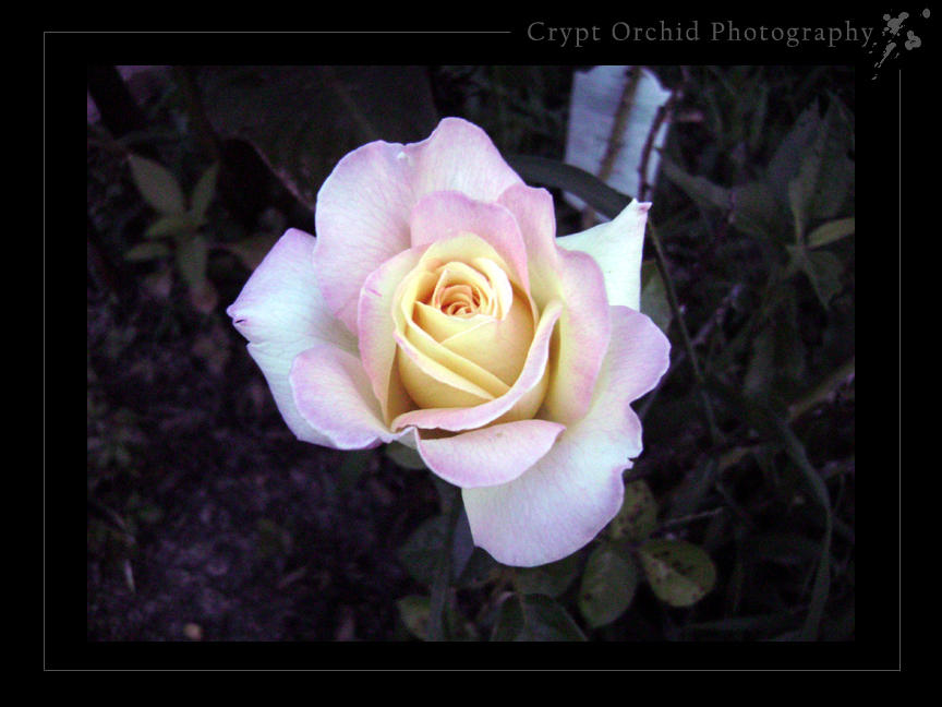 Sunrise Rose by DanceswithDaemons on DeviantArt