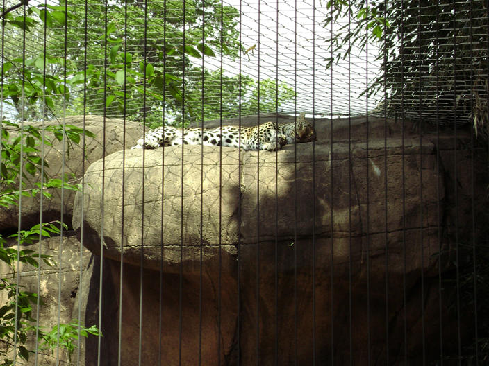 Memphis Zoo Leopard by DanceswithDaemons on DeviantArt