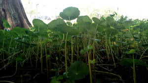 Close-up Plants