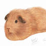 Furry Potato
