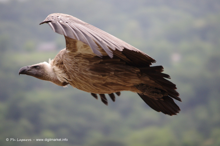 Vautour