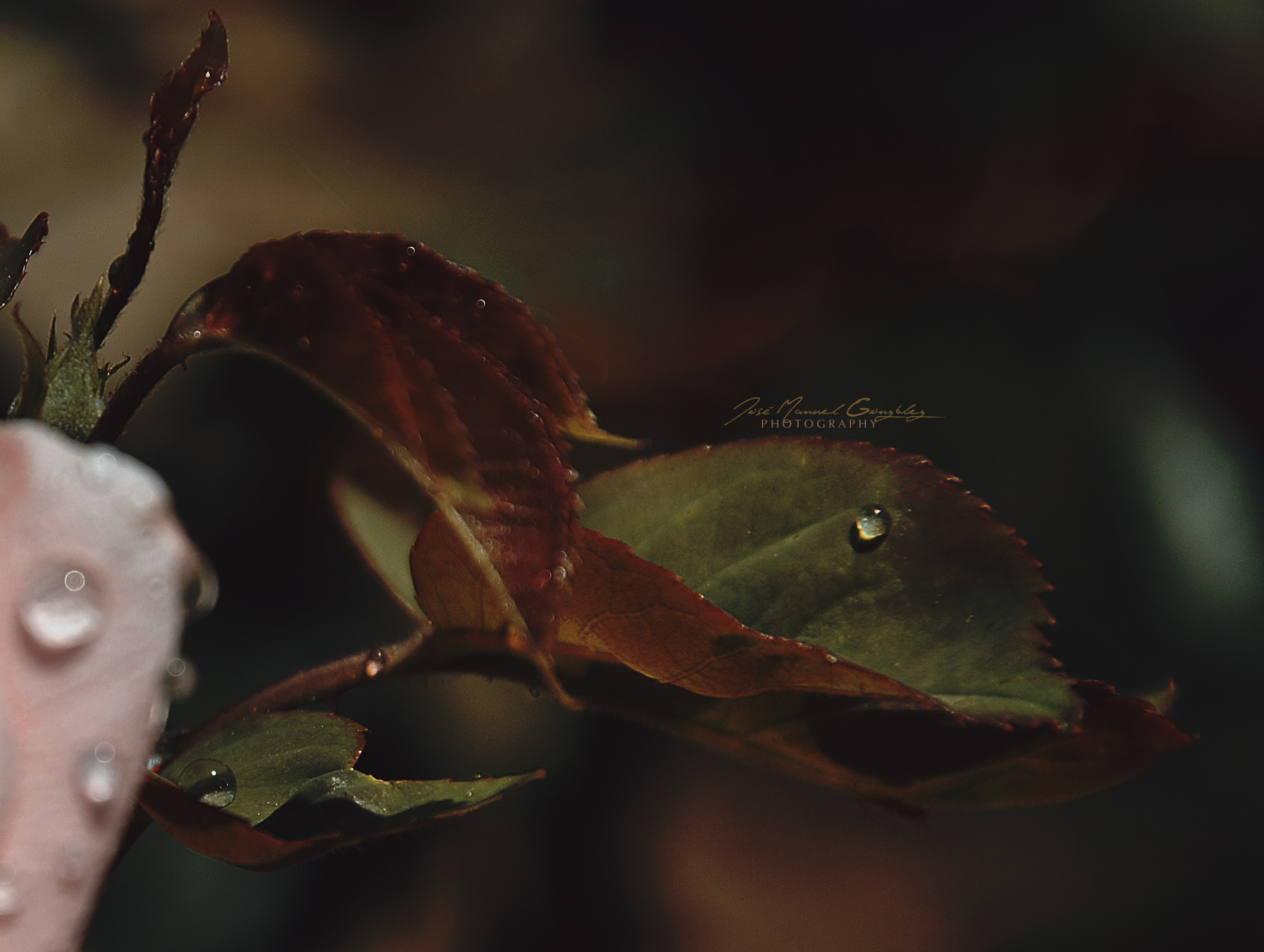 leaf with drops