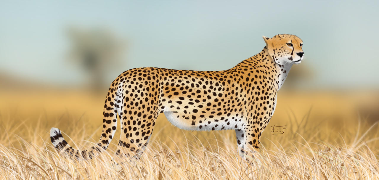 Cheetah In The Savanna By Fineoarts On DeviantArt cheetah-in-the-savanna-by-fineoarts-on-deviantart