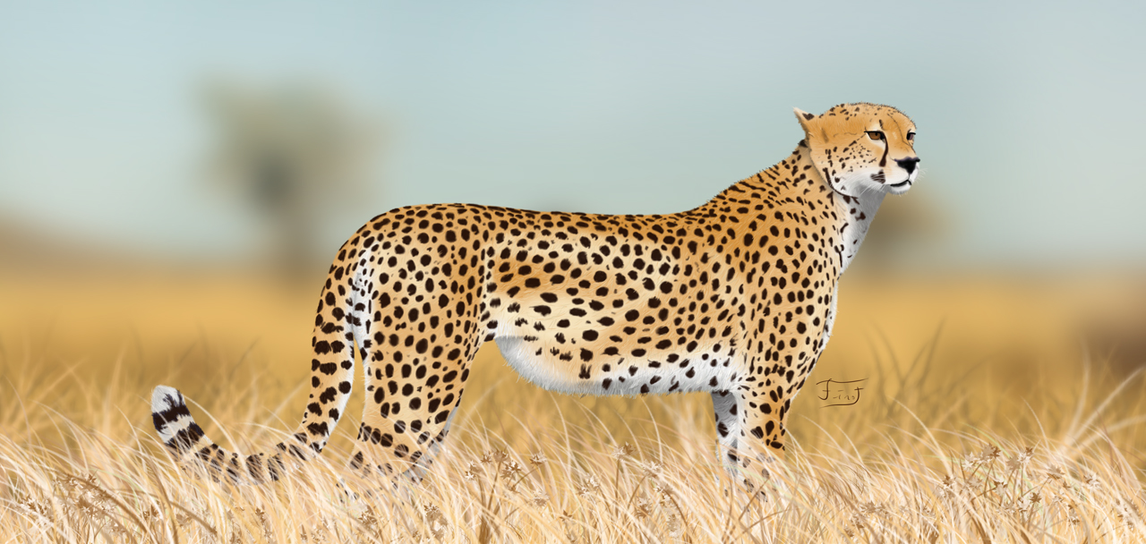 Cheetah In The Savanna By Fineoarts On DeviantArt cheetah-in-the-savanna-by-fineoarts-on-deviantart