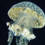 Sea Jelly 2