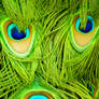 Peacock feathers