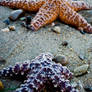 Colorful Sea Stars