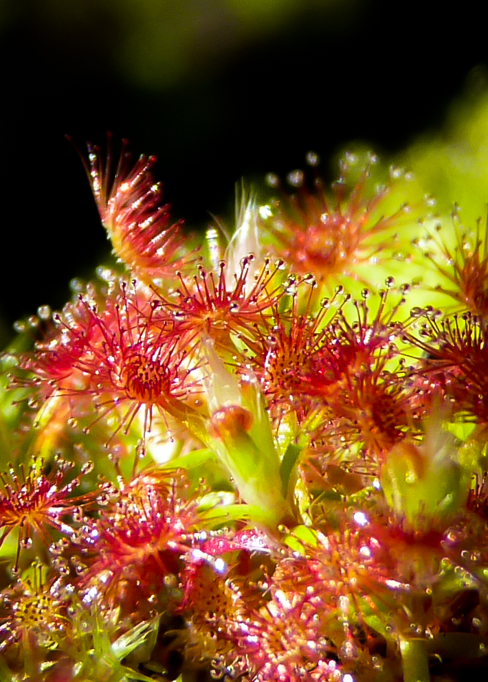 Pygmy sundew