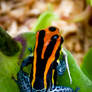 New pets-Poison arrow frogs