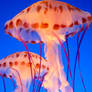 Purple-striped jelly