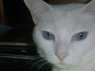 blue-eyed cat