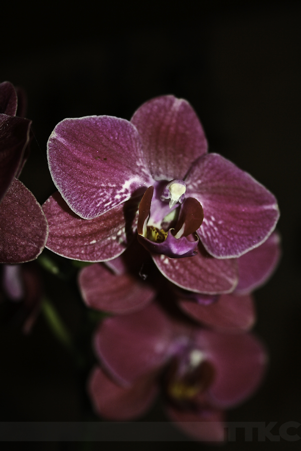 Orchid