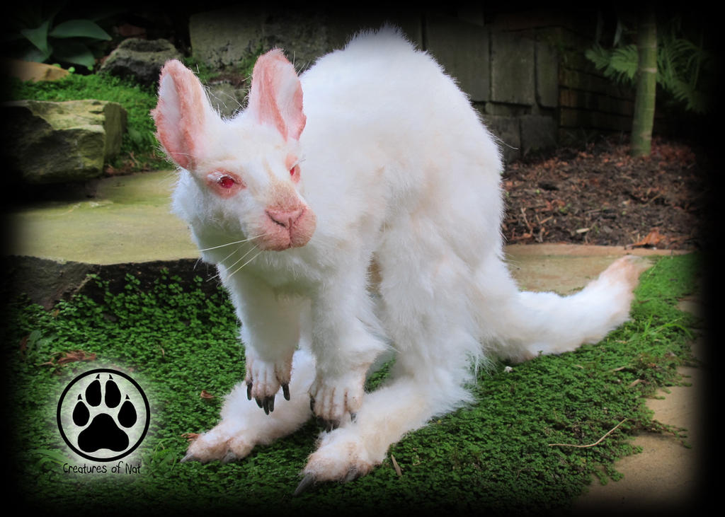 Achromia the albino kangaroo poseable art doll! by CreaturesofNat on ...