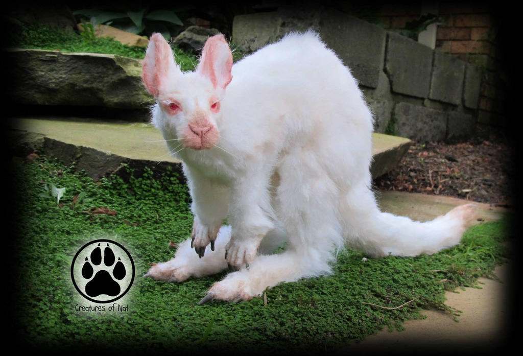 Achromia the albino kangaroo poseable art doll! by CreaturesofNat on ...