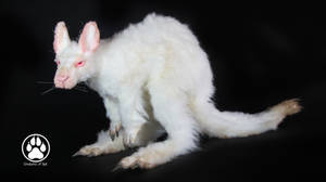 Achromia the albino kangaroo poseable art doll!