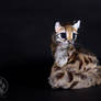 SOLD Olis the Ocelot Kitten poseable artdoll OOAK!