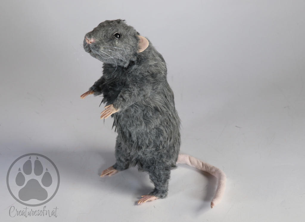 Dumbo Rex Rats 4 Weeks Old, Baby Dumbo Velvateen Rats #ratsofinsta