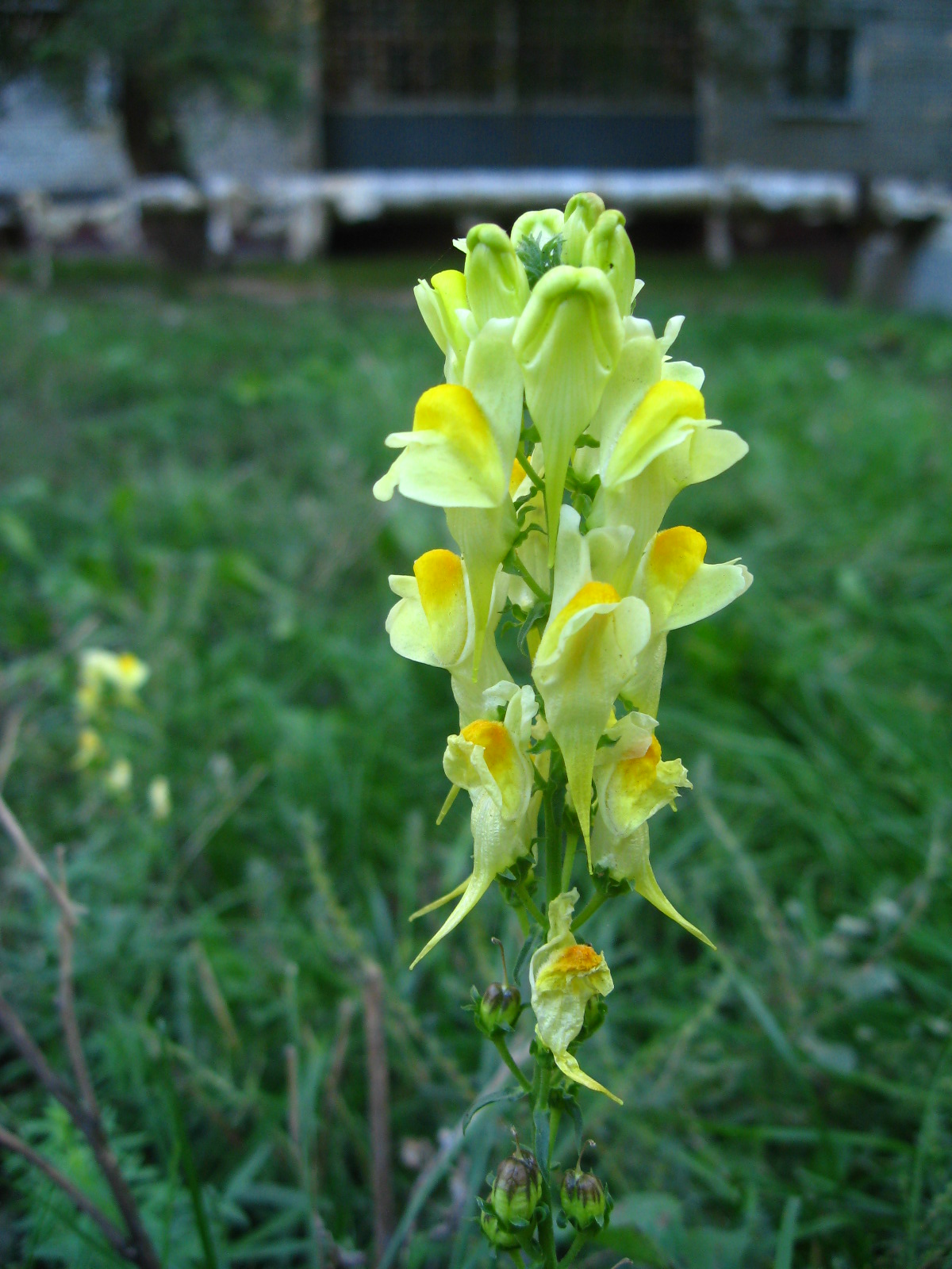 Linaria vulgaris Mill.