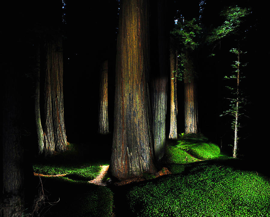 Nightwoods Indiana Redwood Night by Simple-Snapshots on DeviantArt