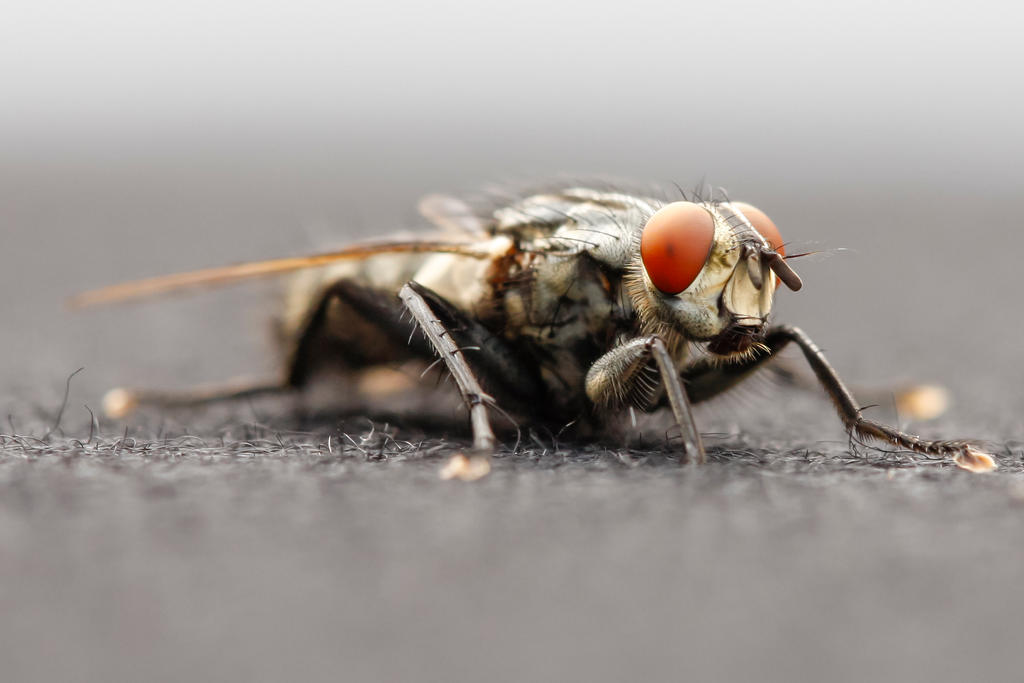 Fly Up Close By TptRelativity On DeviantArt fly-up-close-by-tptrelativity-on-deviantart
