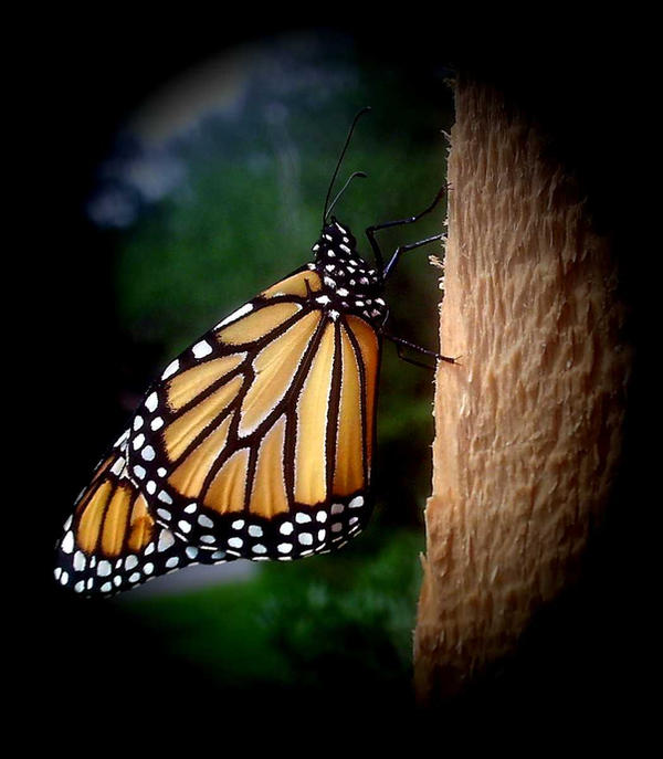 monarch 4