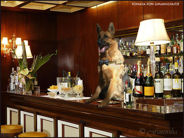 Dog at bar