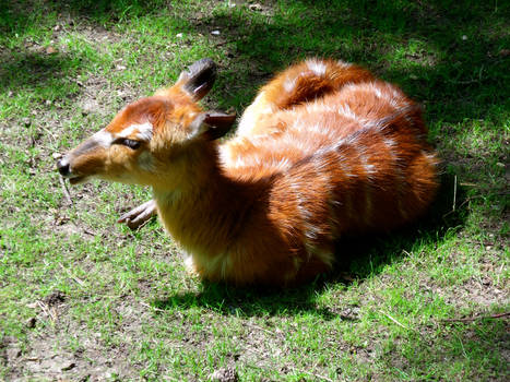 Sunbathing