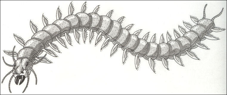 Con Rit by Kryptid on DeviantArt