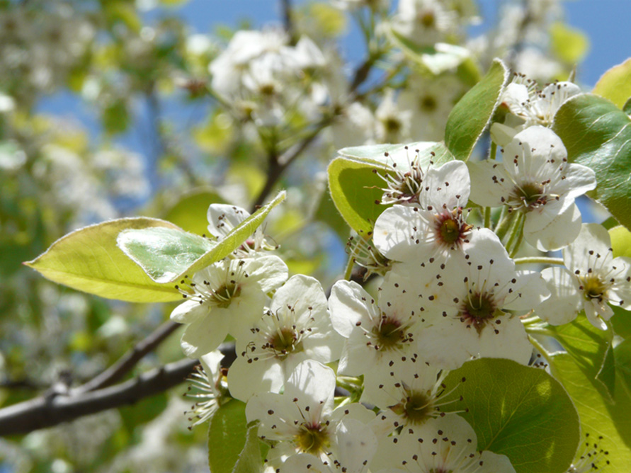 Fickle Flowers