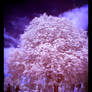 Marshmallow tree IR