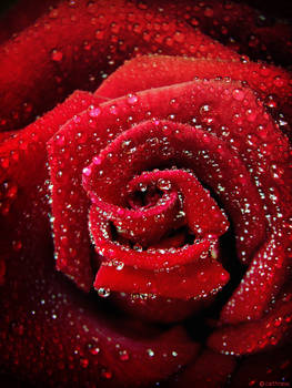 Red Rose