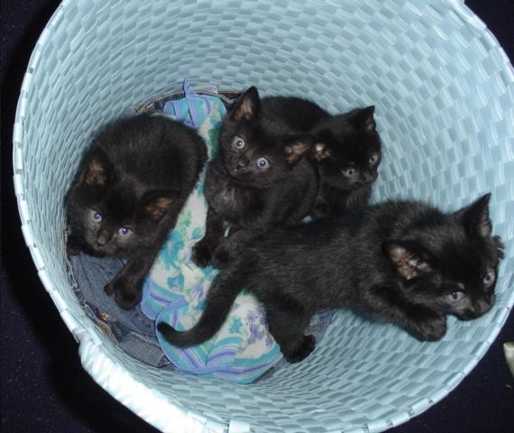 The Laundry Kittens Escape