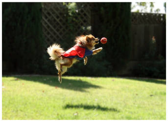 superdog