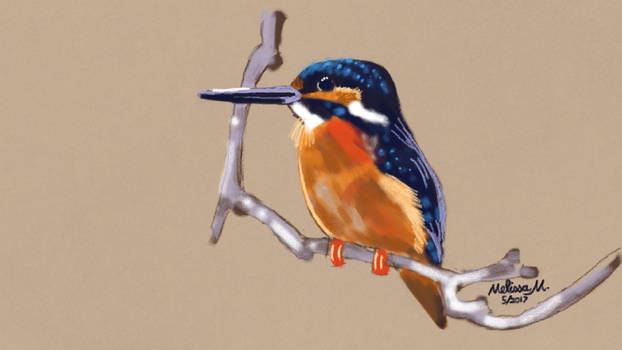 Kingfisher