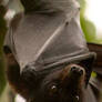 Spying Bat