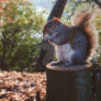 squirrel