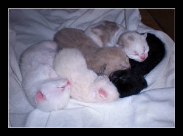 Bundle of Kittens