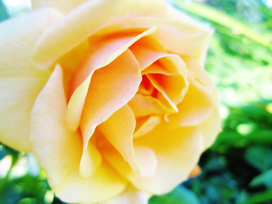 Soft Roser Soft Rose by snowyowl199513 on DeviantArt
