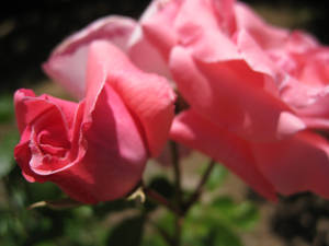 Rosa 2